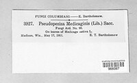 Pseudopeziza medicaginis image
